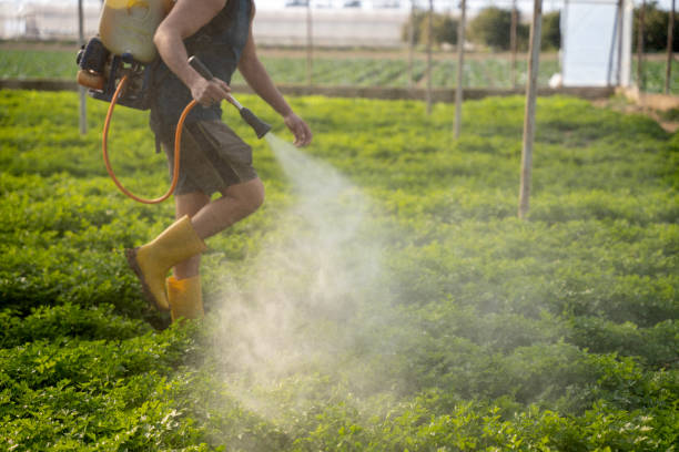 Best Ant Control Services  in San Antonio, TX