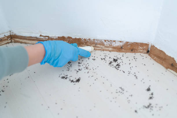 Best Emergency Pest Control  in San Antonio, TX
